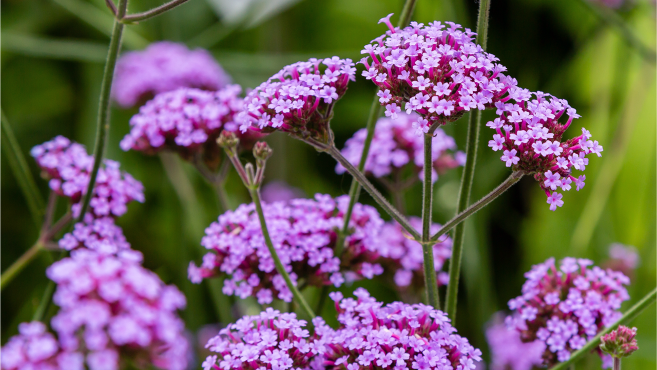 Verbena-blomsterklaser i lilla nuancer. Nærbillede af de karakteristiske små blomster på fine, forgrenede stængler